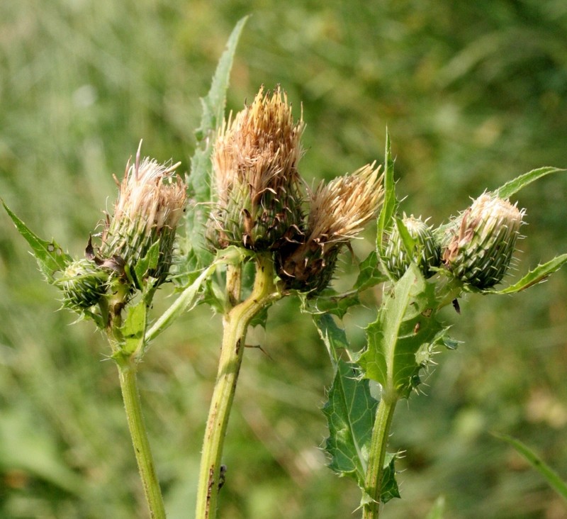 Cirsium × candolleanum photo 7