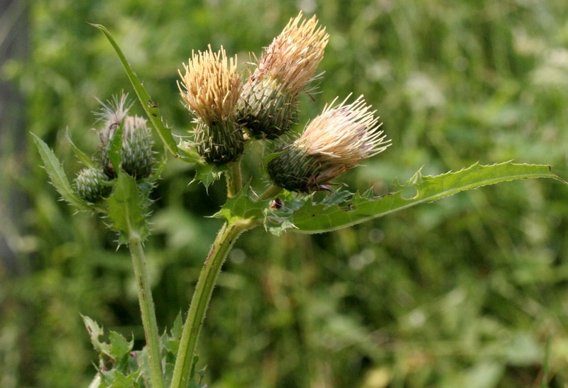 Cirsium × candolleanum photo 8