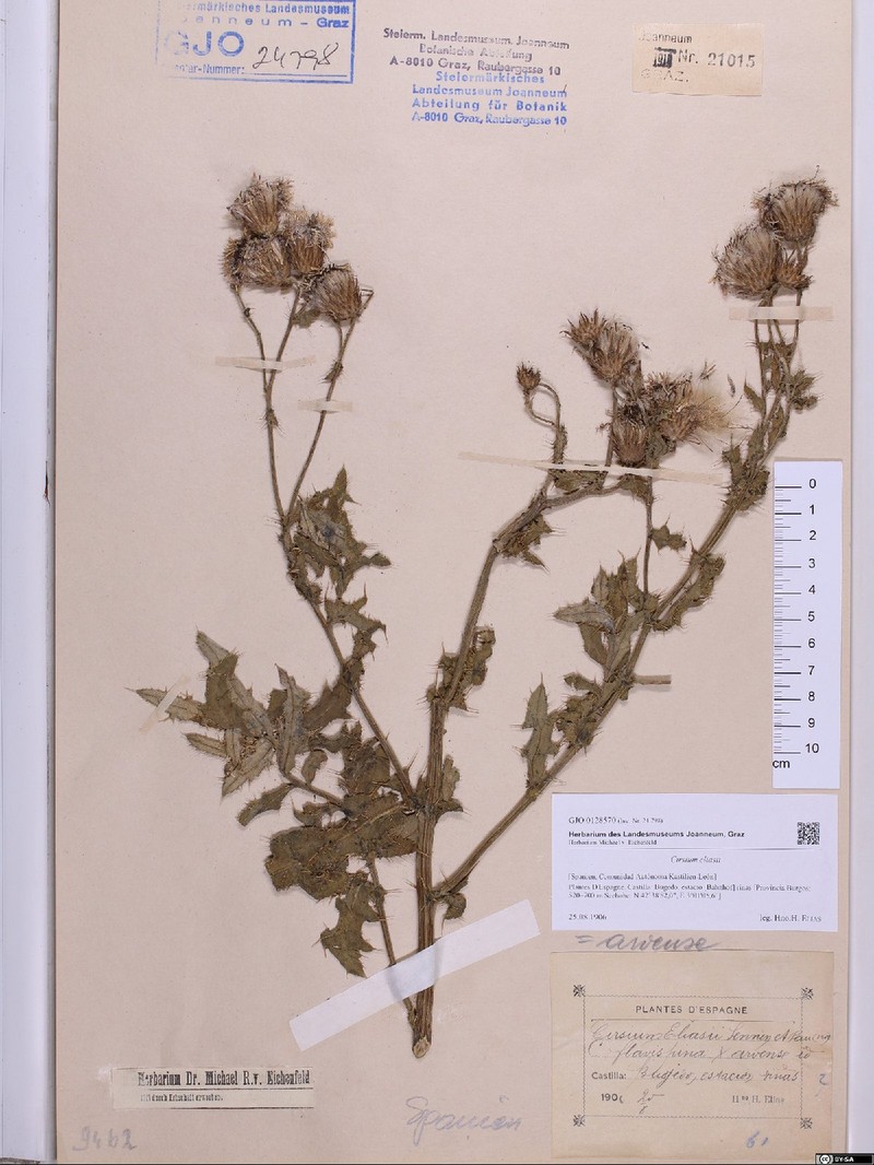 Cirsium × eliasii
