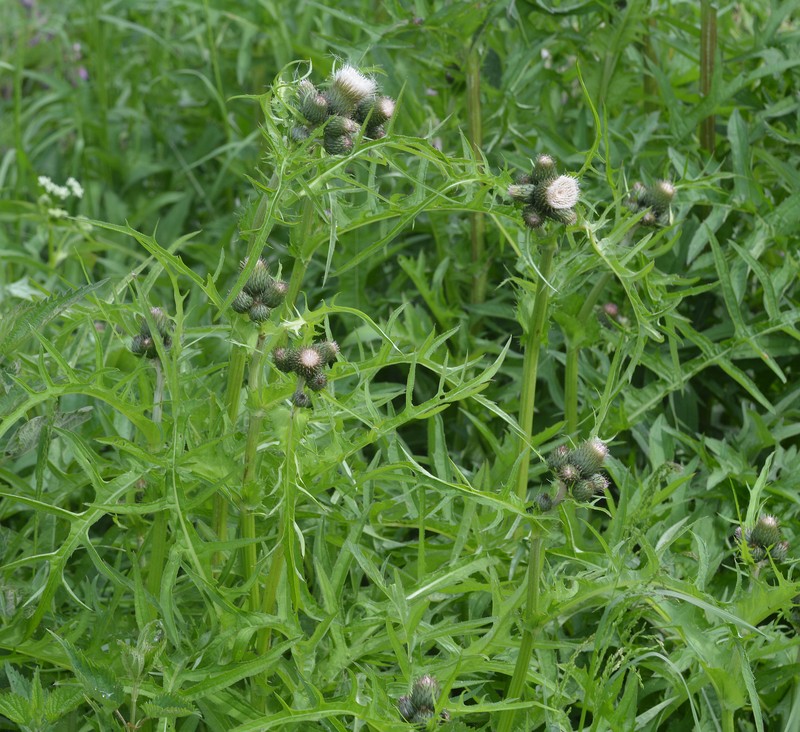 Cirsium × erucagineum