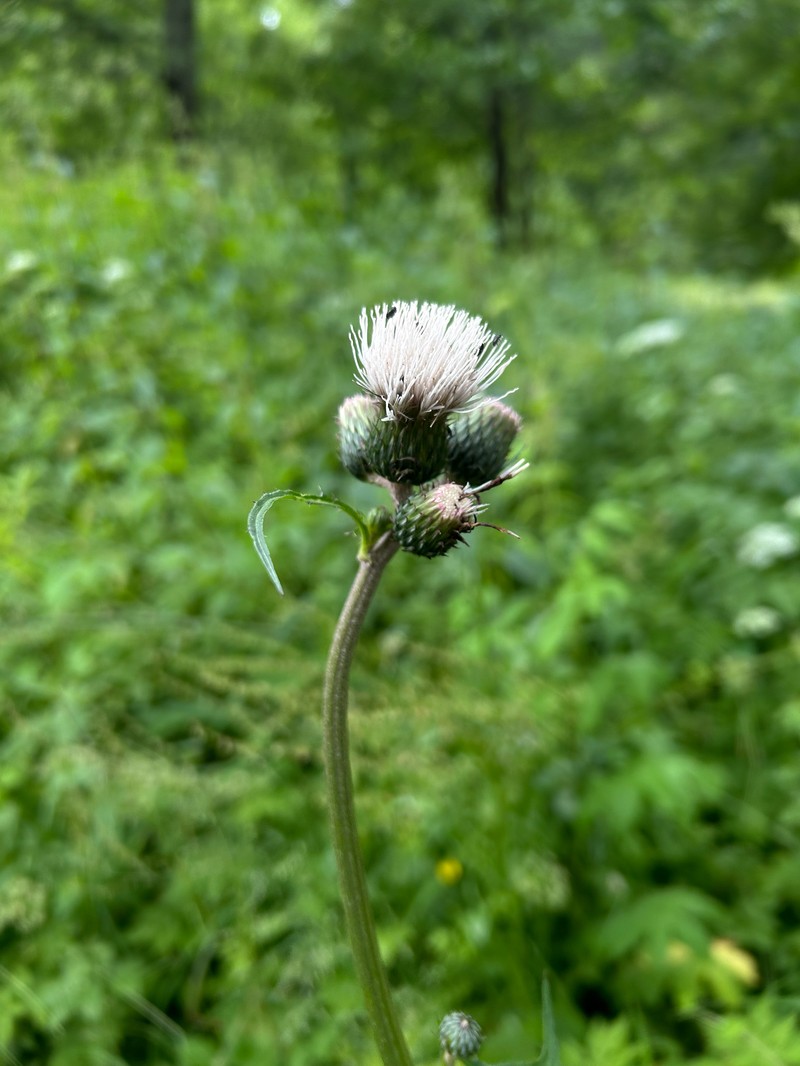 Cirsium × erucagineum photo 2