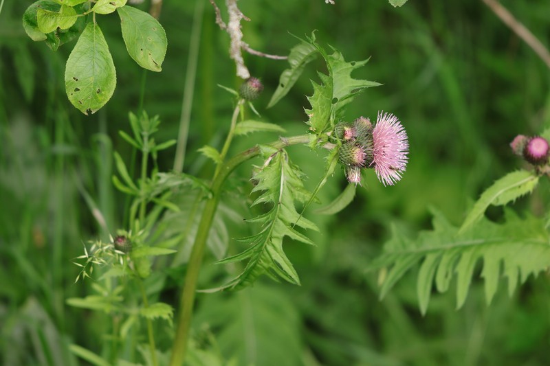 Cirsium × erucagineum photo 3