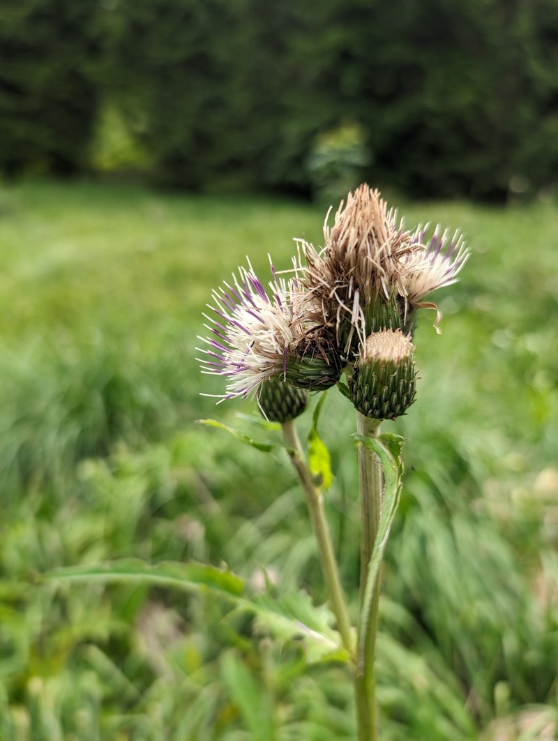 Cirsium × erucagineum photo 4