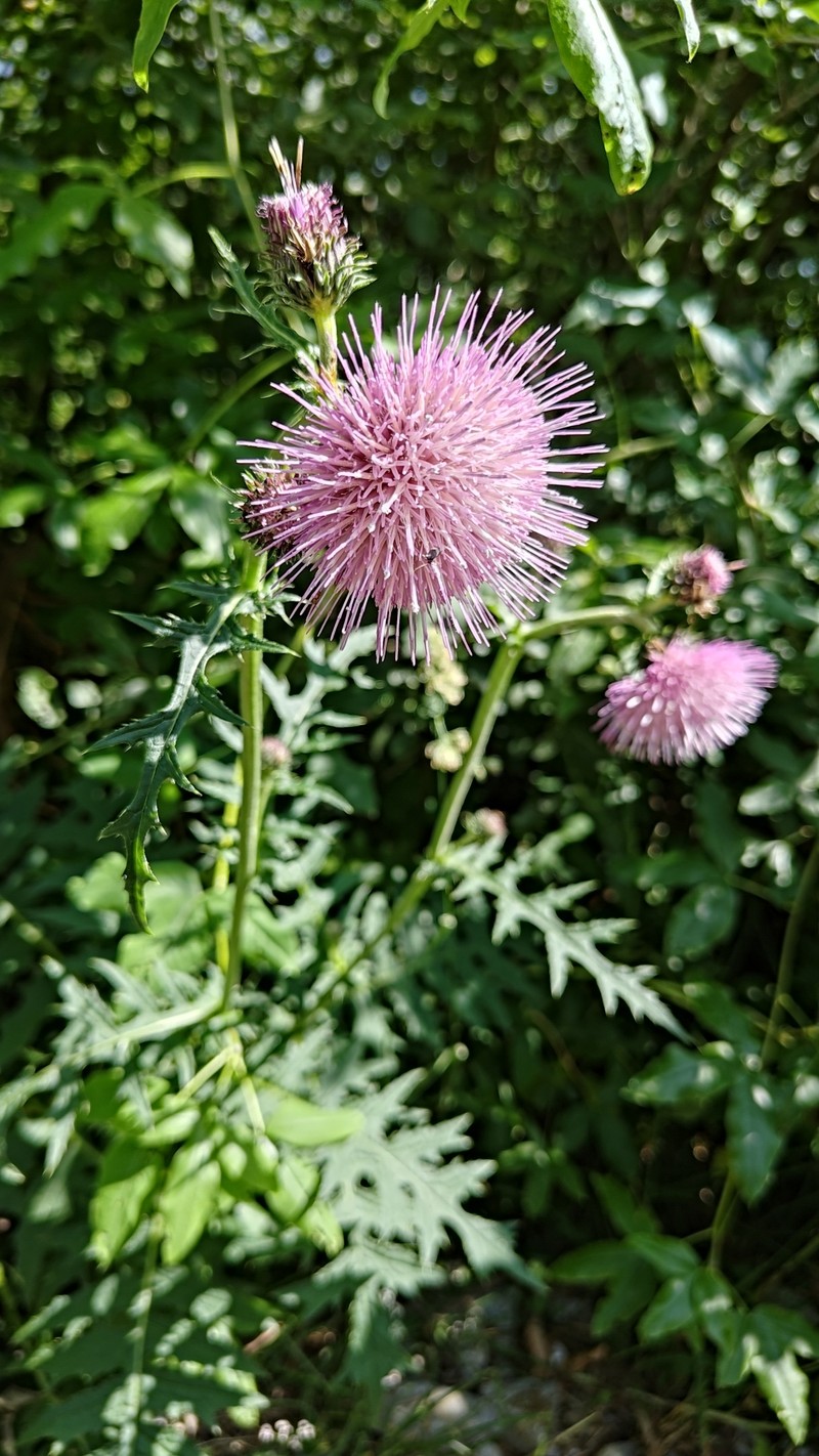 Cirsium × fabium