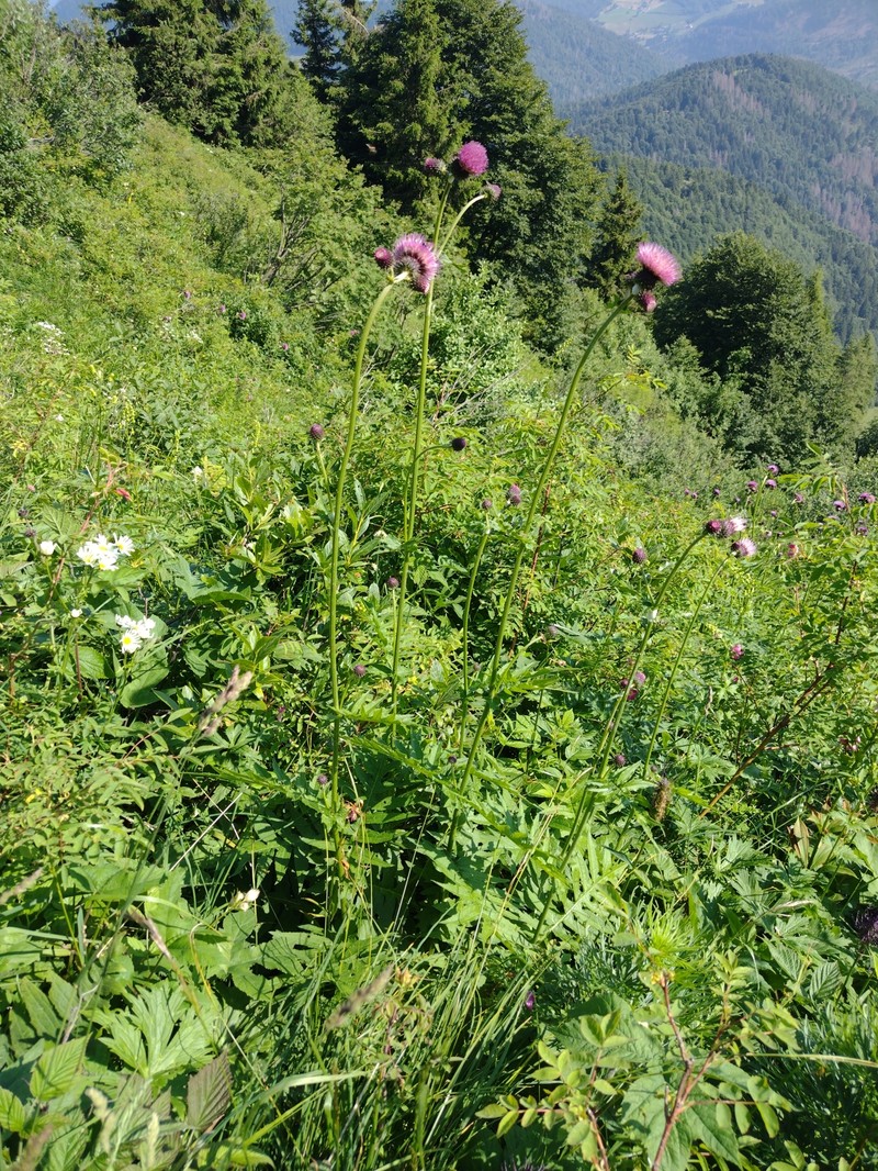 Cirsium × fabium photo 2