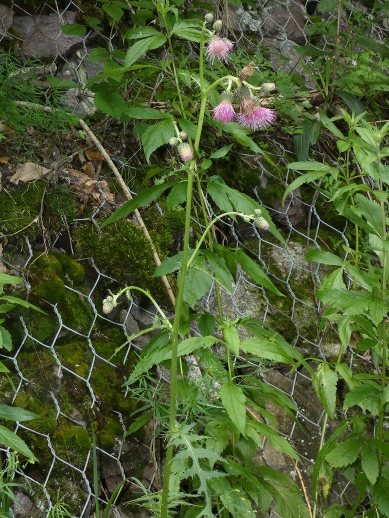 Cirsium × fabium photo 3