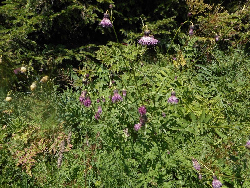 Cirsium × fabium photo 4
