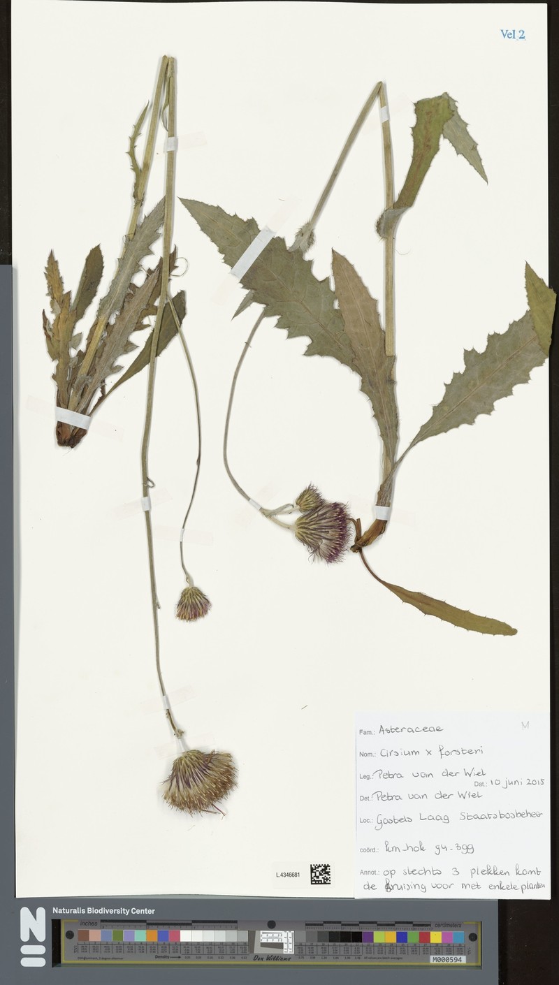 Cirsium × forsteri