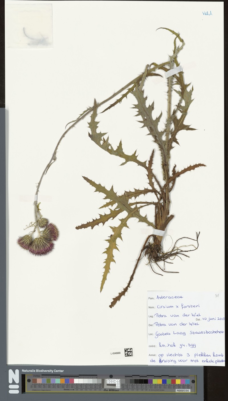 Cirsium × forsteri photo 2