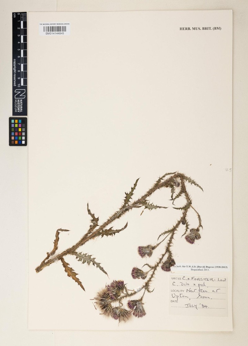 Cirsium × forsteri photo 3