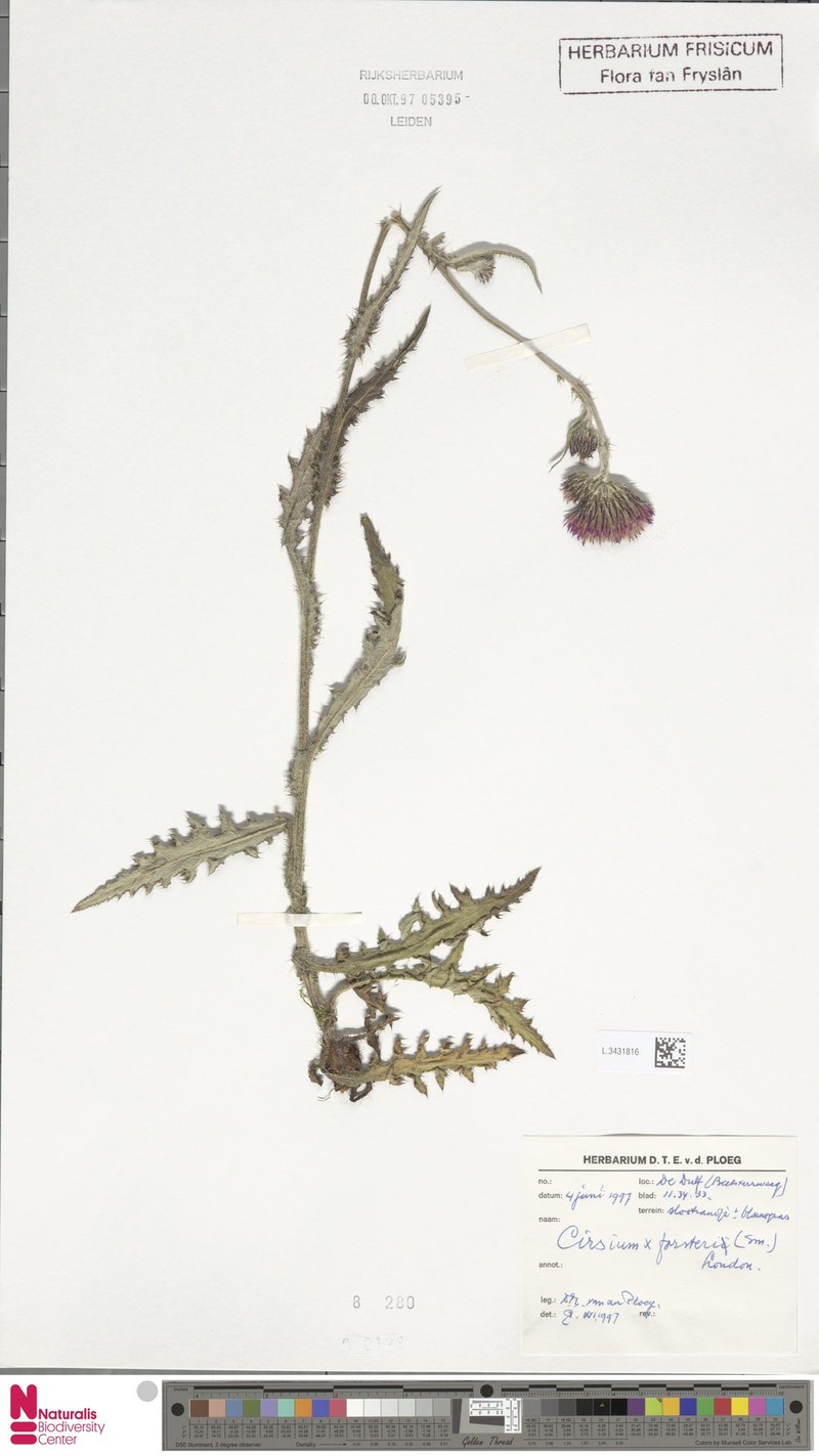 Cirsium × forsteri photo 4