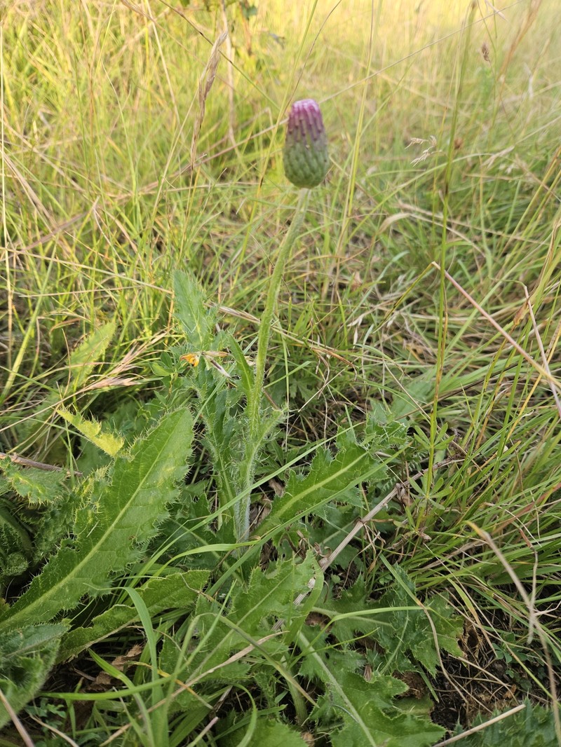 Cirsium × freyerianum