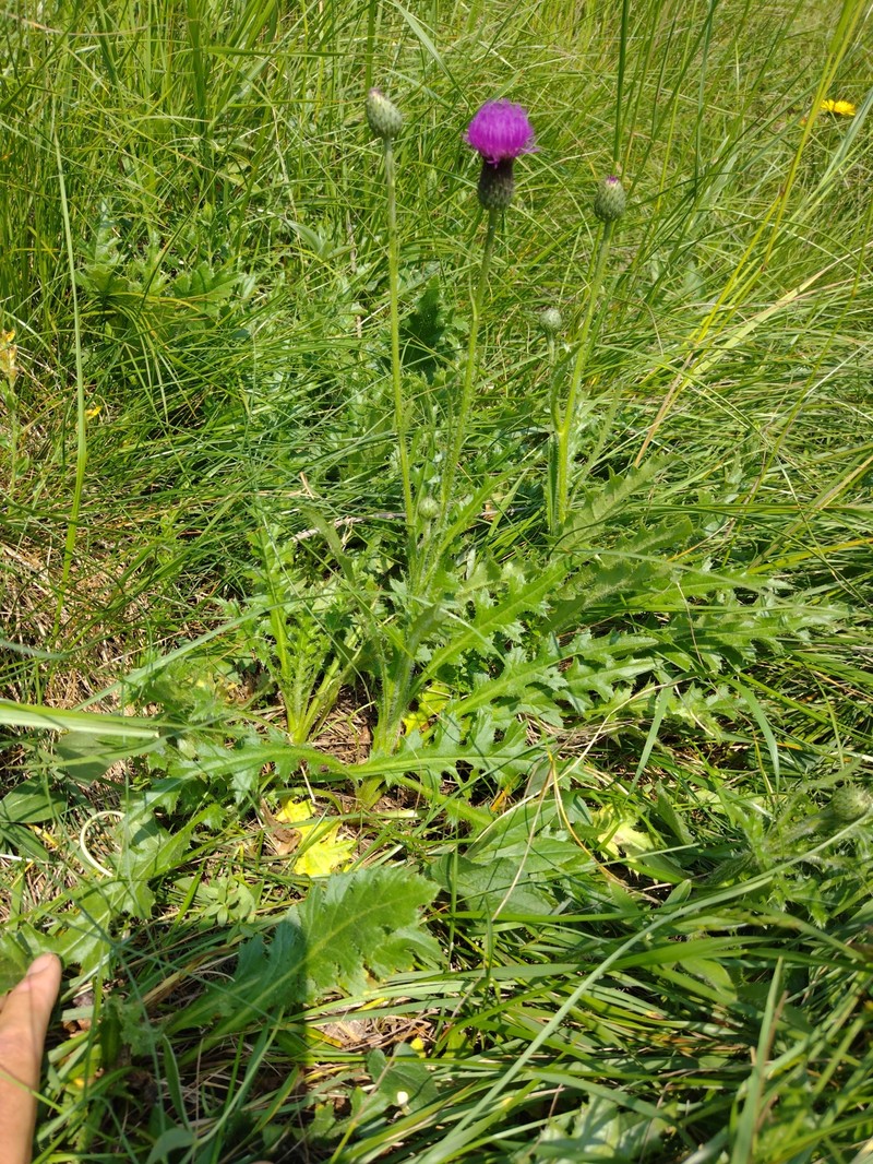 Cirsium × freyerianum photo 2