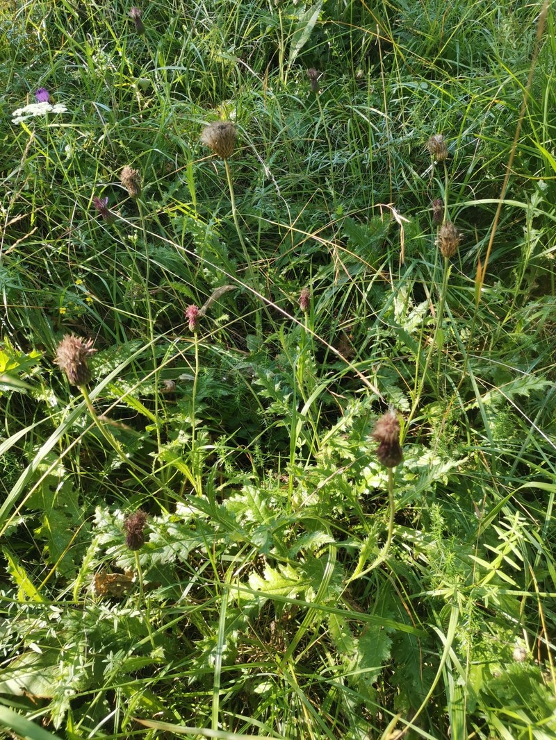 Cirsium × freyerianum photo 3