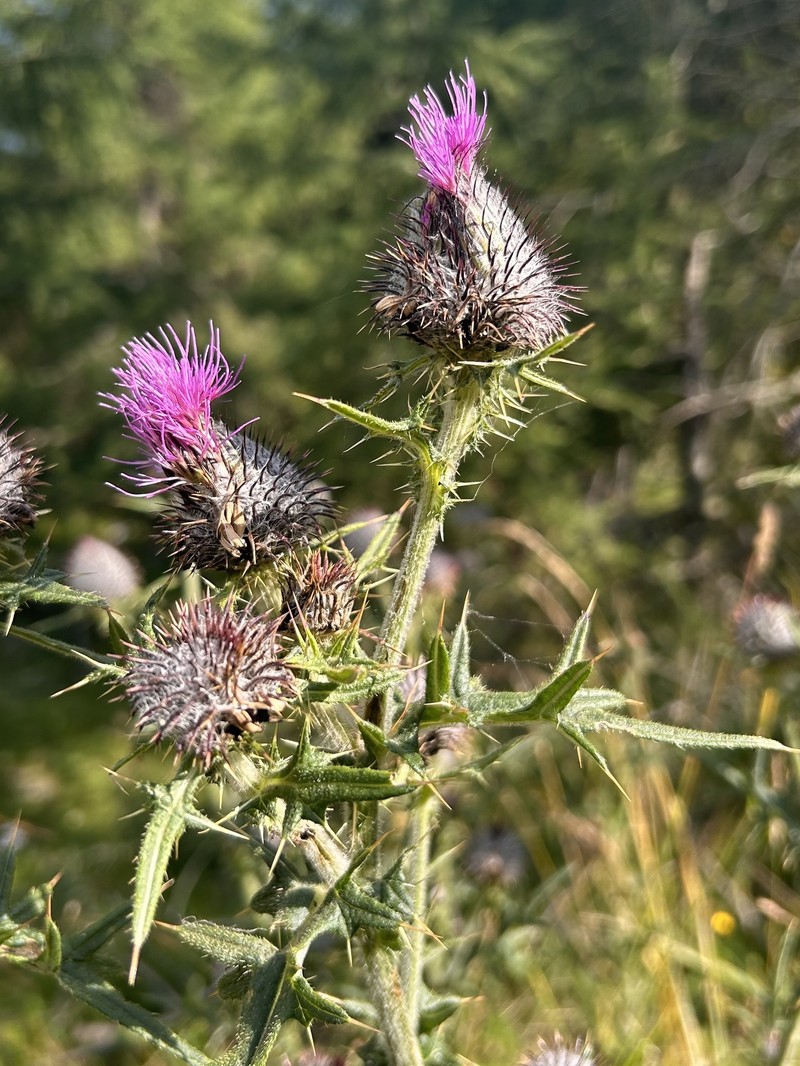 Cirsium × grandiflorum