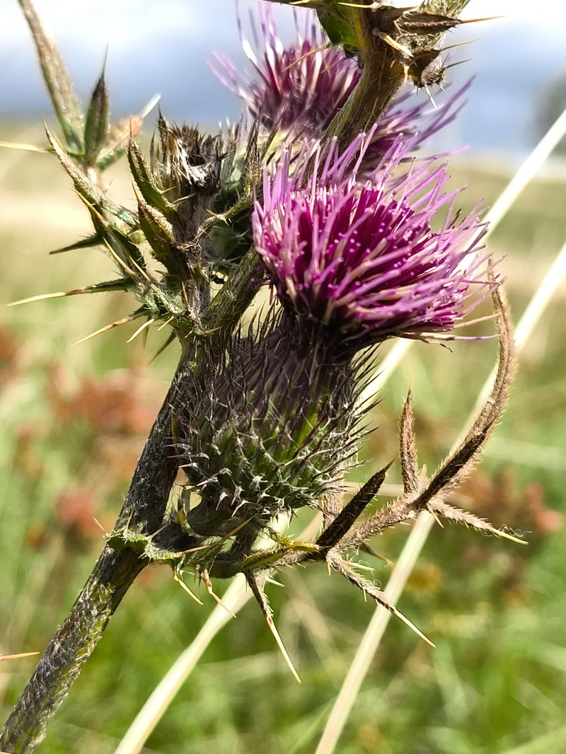 Cirsium × grandiflorum photo 2