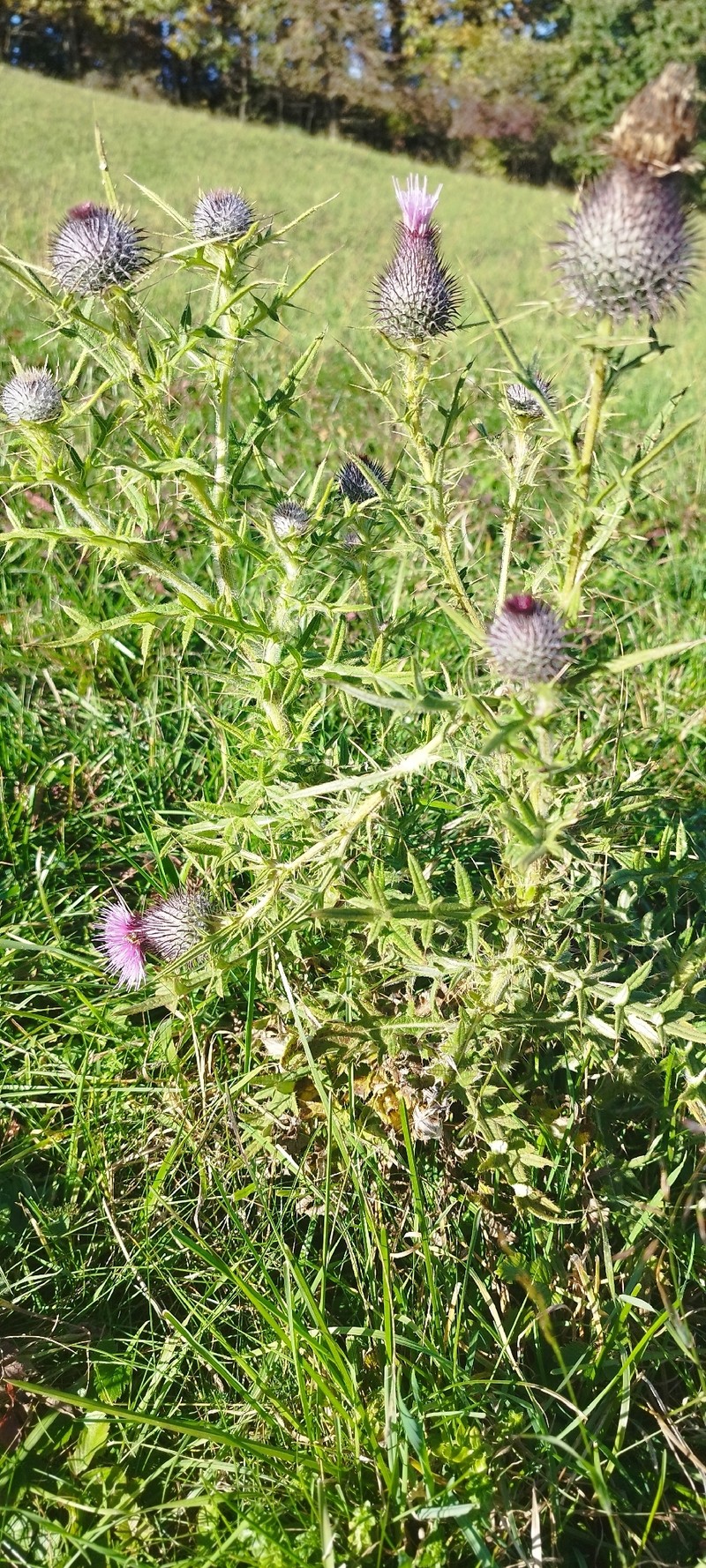 Cirsium × grandiflorum photo 3