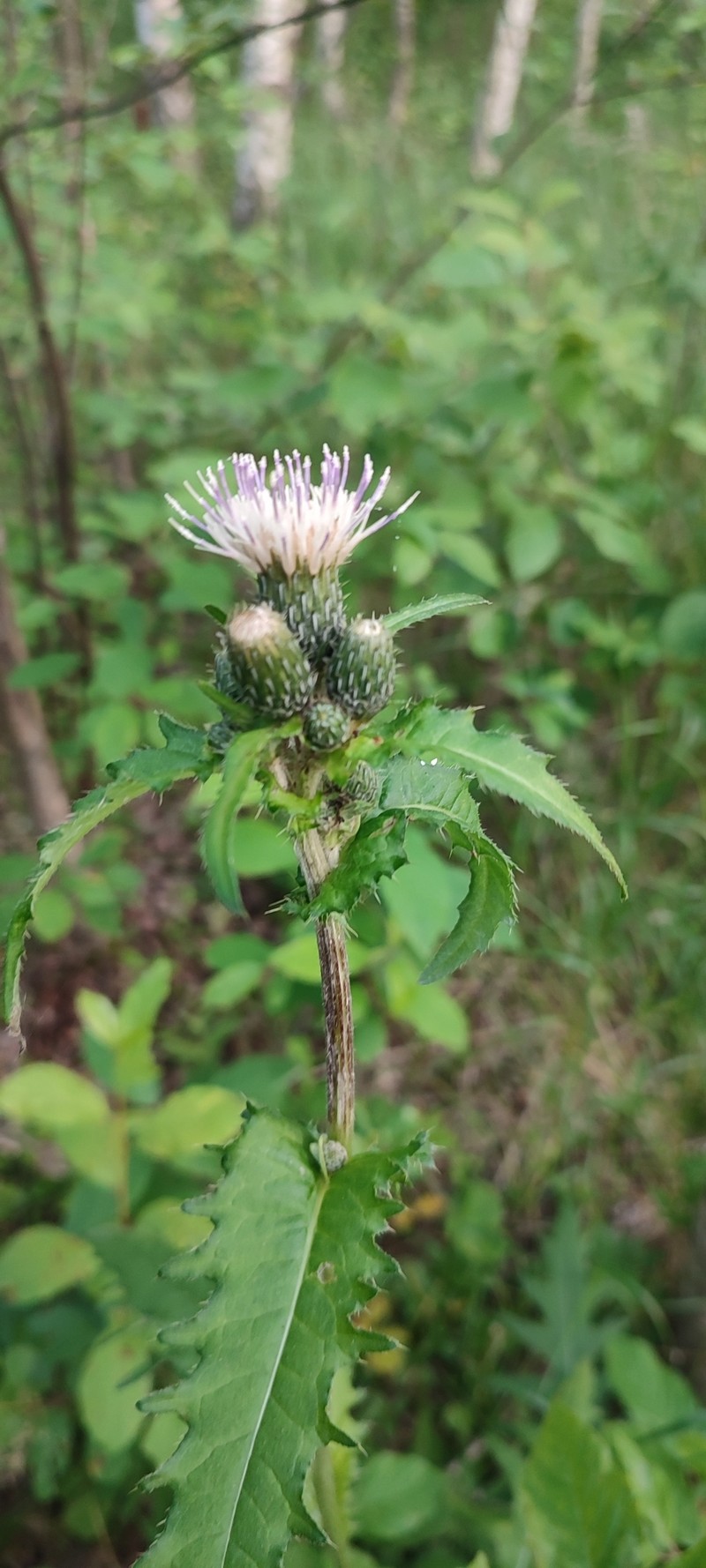 Cirsium × hybridum