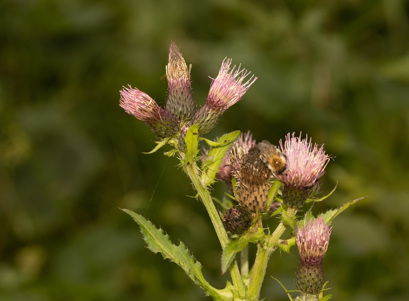 Cirsium × hybridum photo 2