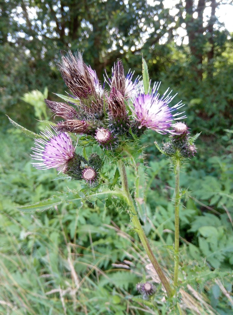 Cirsium × hybridum photo 4