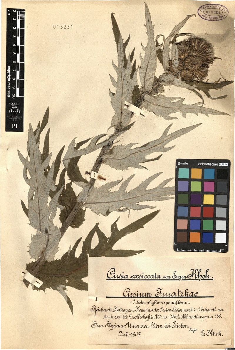 Cirsium × juratzkae