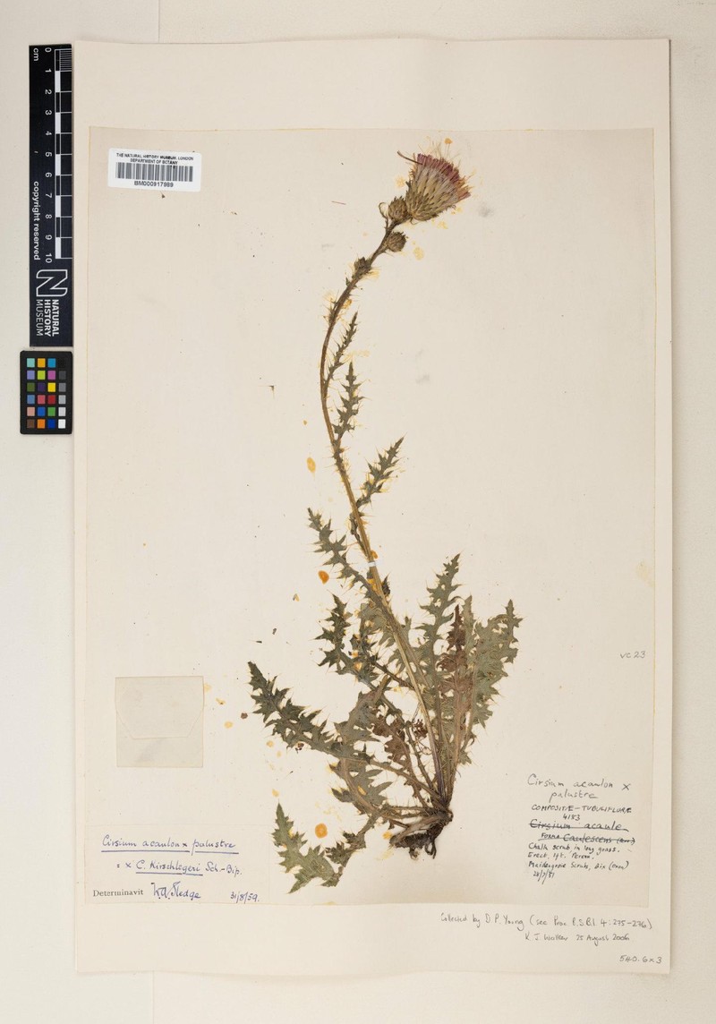 Cirsium × kirschlegeri