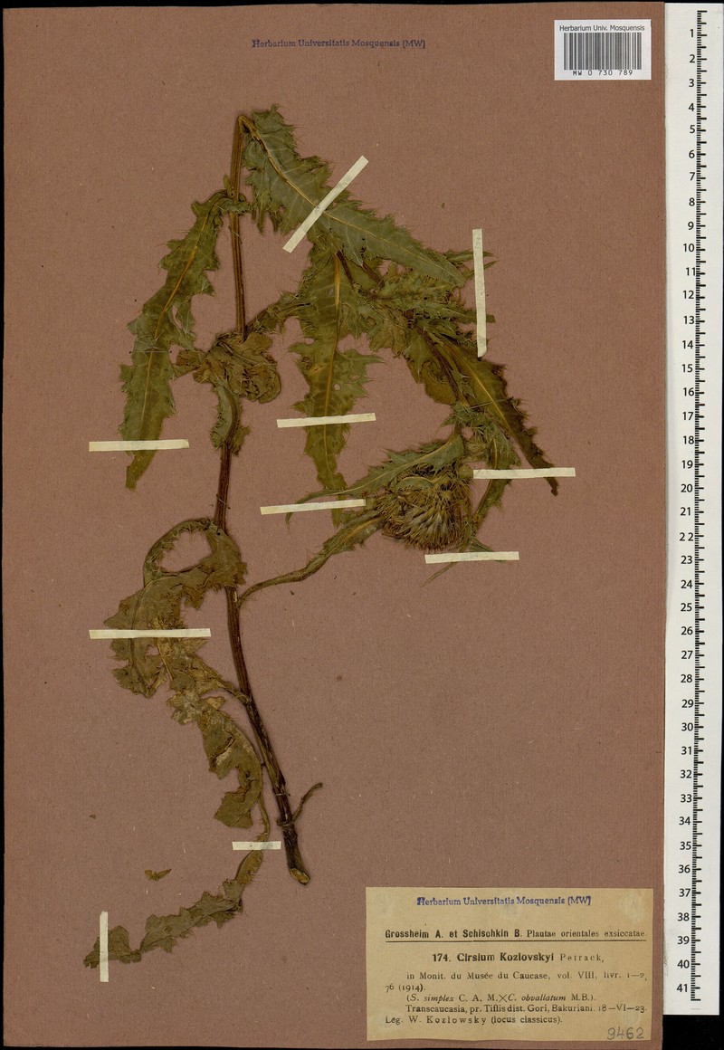 Cirsium × kozlovskyi