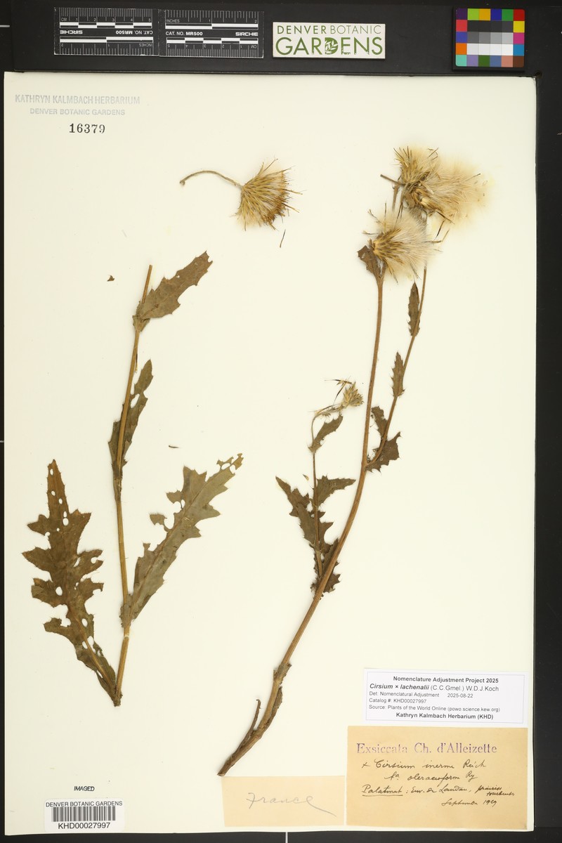 Cirsium × lachenalii