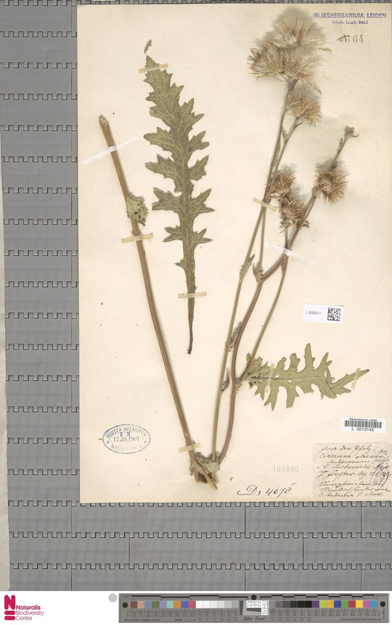 Cirsium × lachenalii photo 2