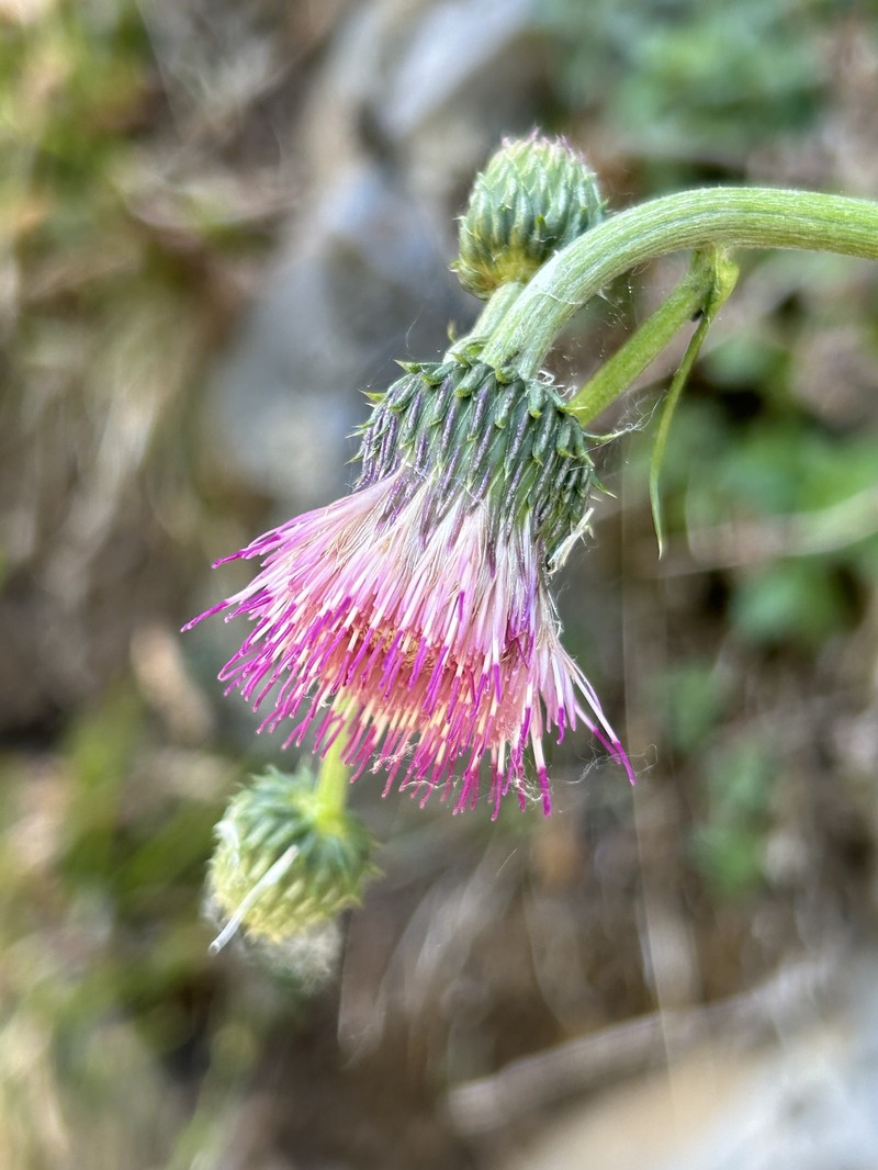 Cirsium × linkianum