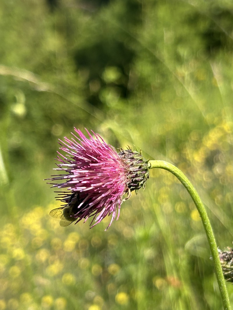 Cirsium × linkianum photo 2