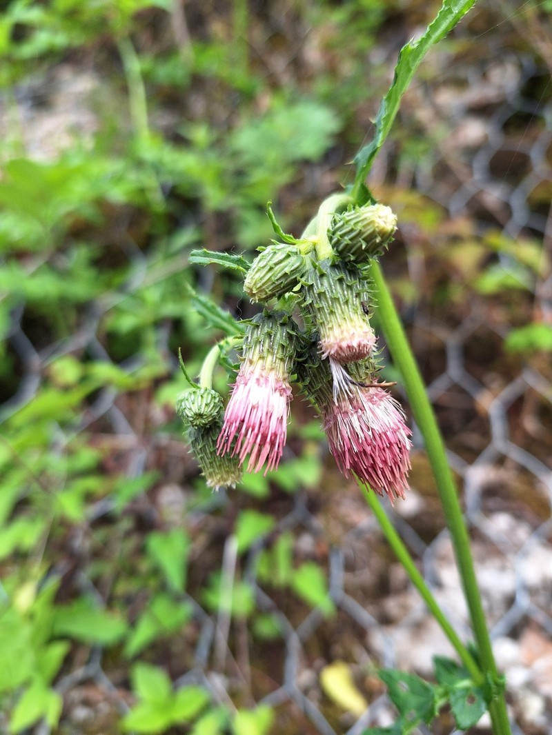 Cirsium × linkianum photo 3