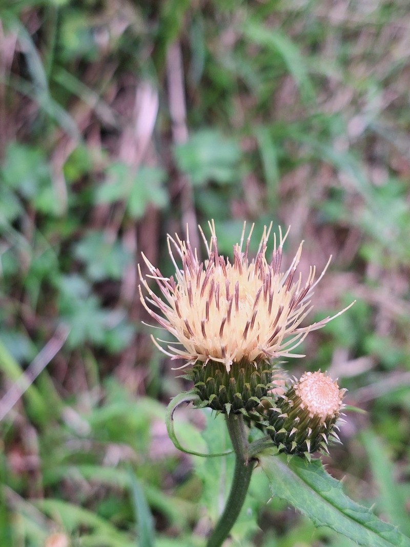 Cirsium × linkianum photo 4