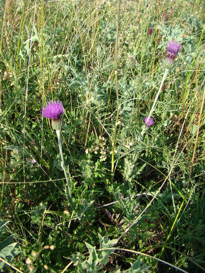 Cirsium × medium