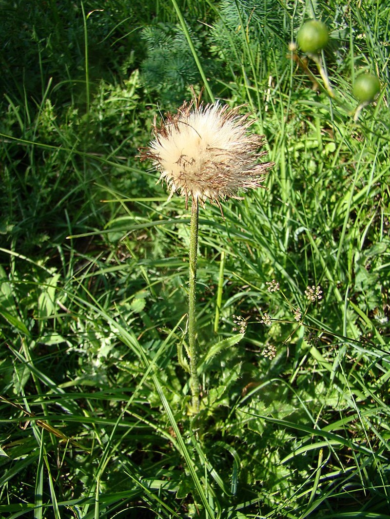 Cirsium × medium photo 3