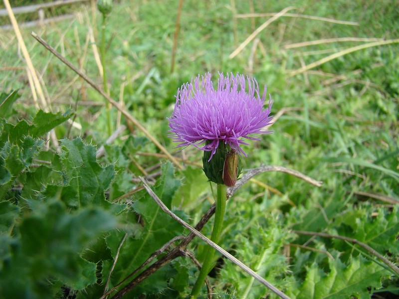 Cirsium × medium photo 4
