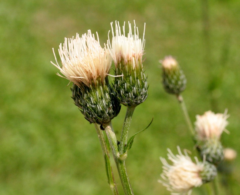 Cirsium × muellneri