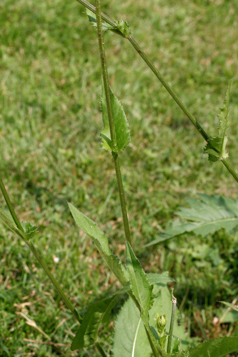 Cirsium × muellneri photo 2