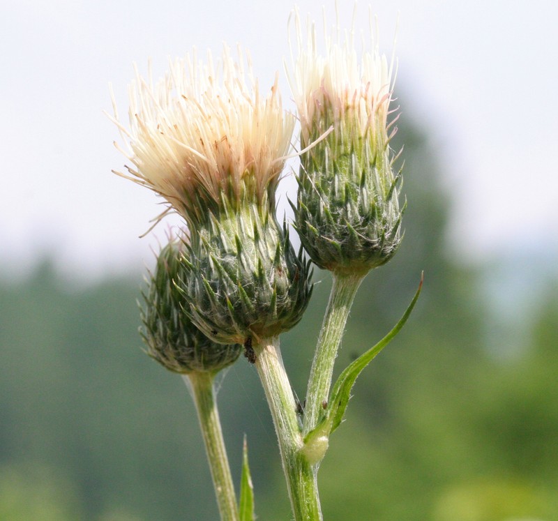 Cirsium × muellneri photo 3