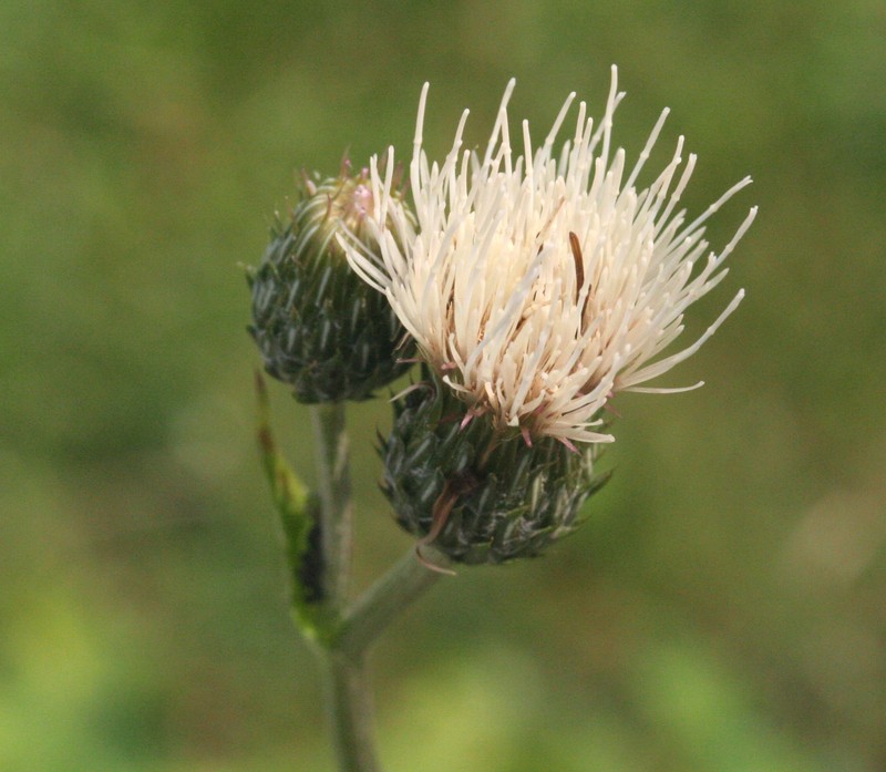 Cirsium × muellneri photo 4