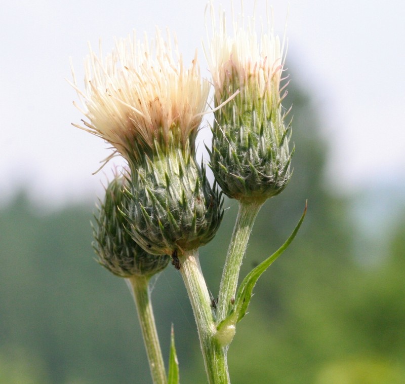 Cirsium × muellneri photo 5