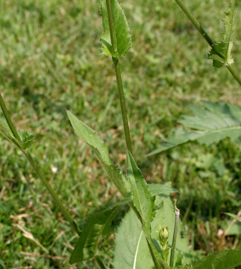 Cirsium × muellneri photo 6