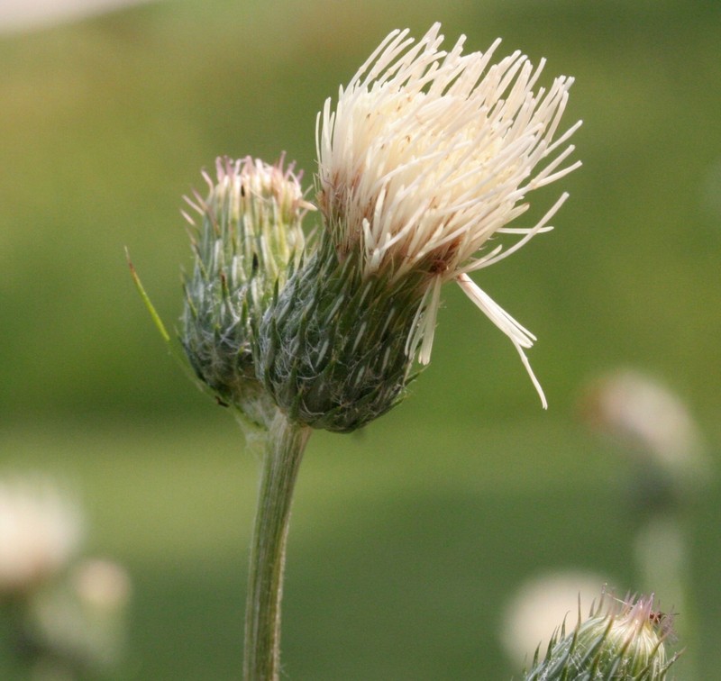 Cirsium × muellneri photo 7