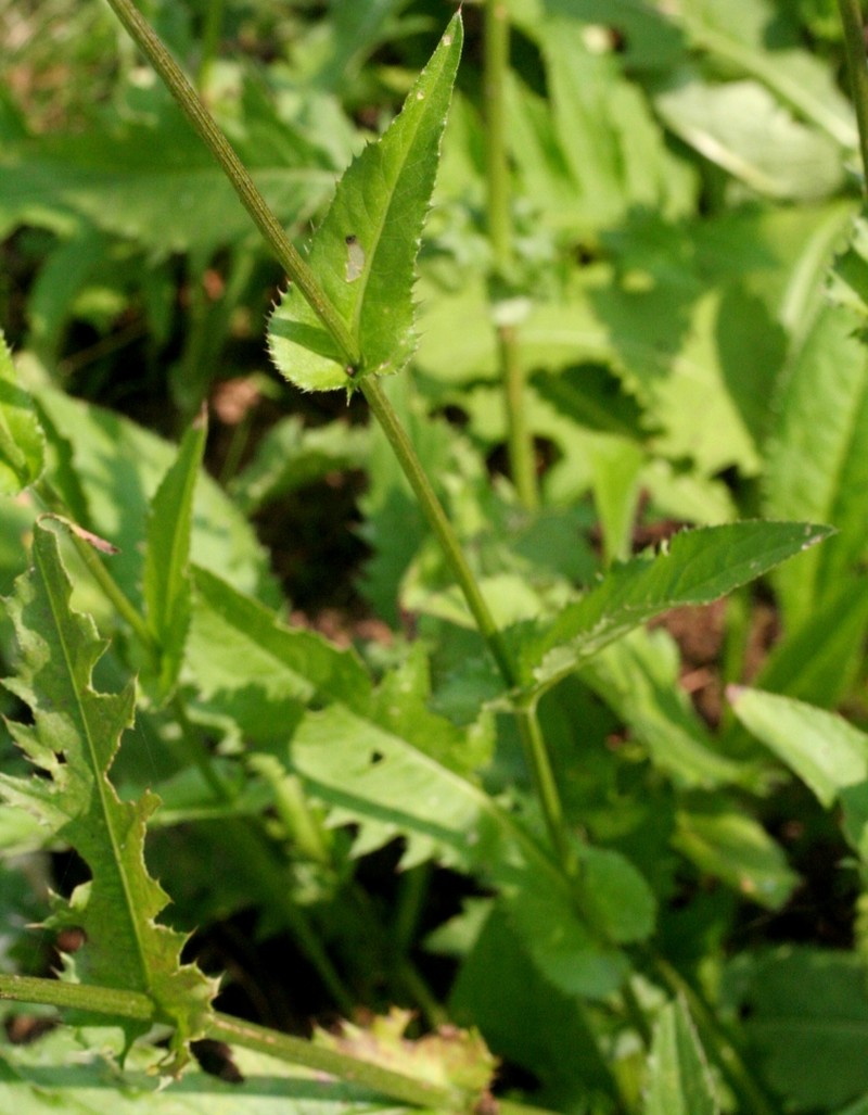 Cirsium × muellneri photo 8