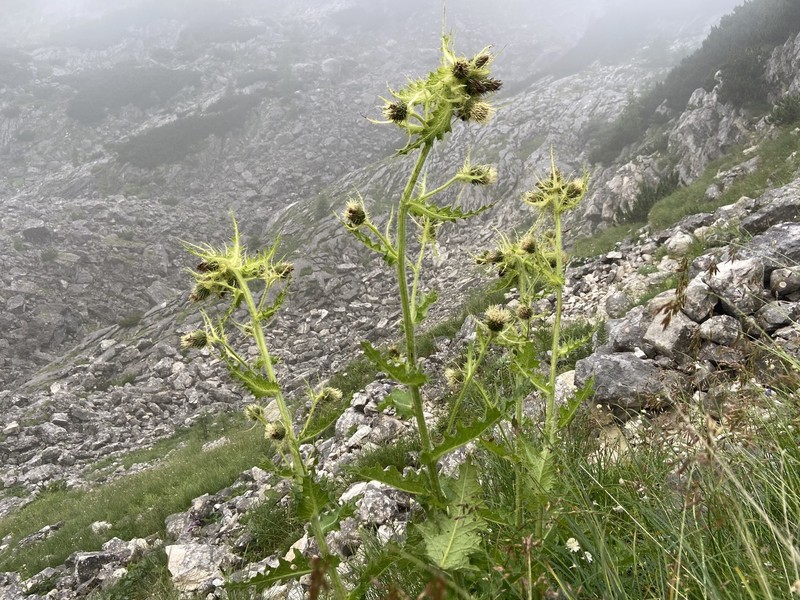 Cirsium × nevoleanum