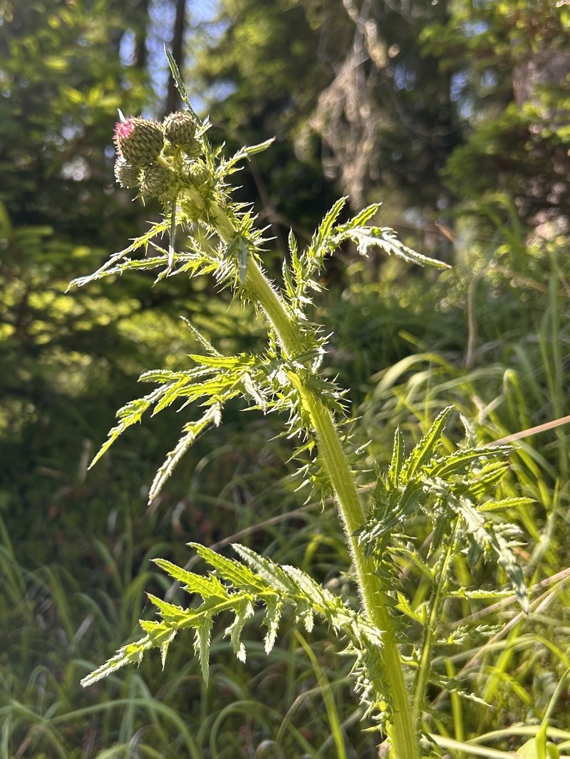 Cirsium × ochroleucum