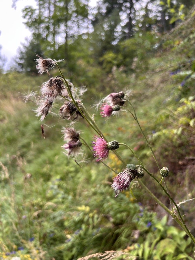 Cirsium × ochroleucum photo 2
