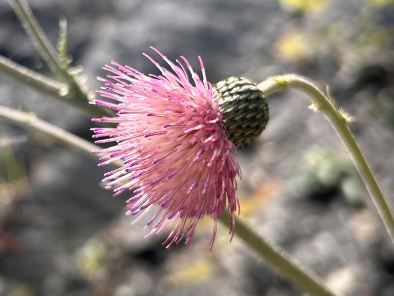 Cirsium × ochroleucum photo 3