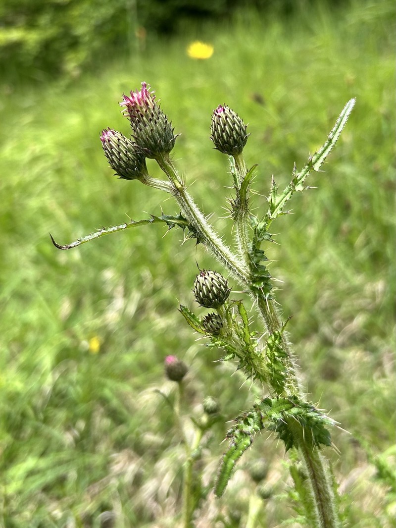 Cirsium × ochroleucum photo 4