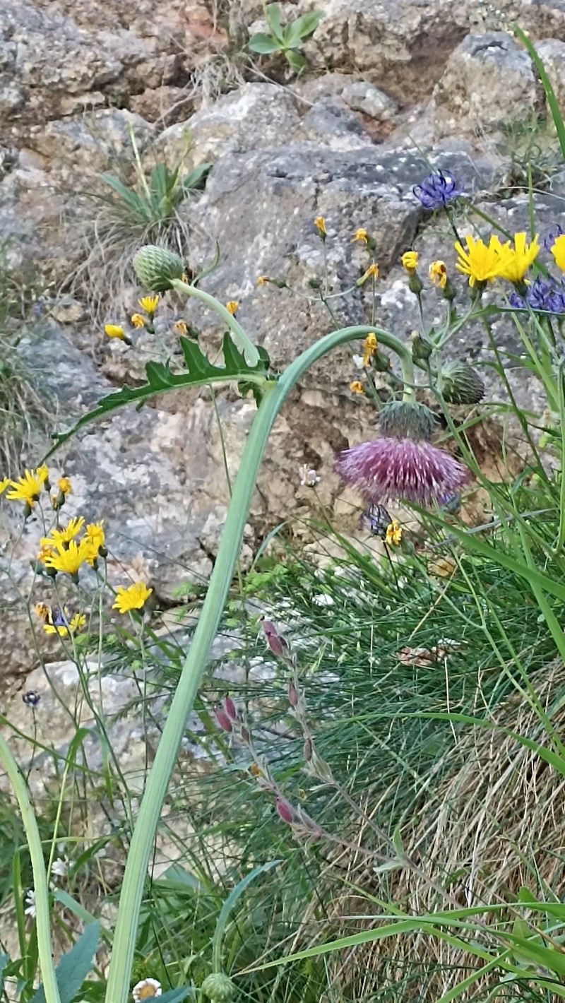 Cirsium × praealpinum